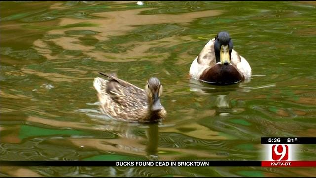 Several Dead Ducks Found Along Bricktown Canal