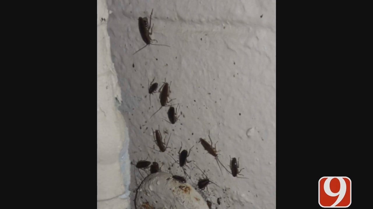 WEB EXTRA: Photo, Video Of Insects Inside Guthrie HS Cafeteria