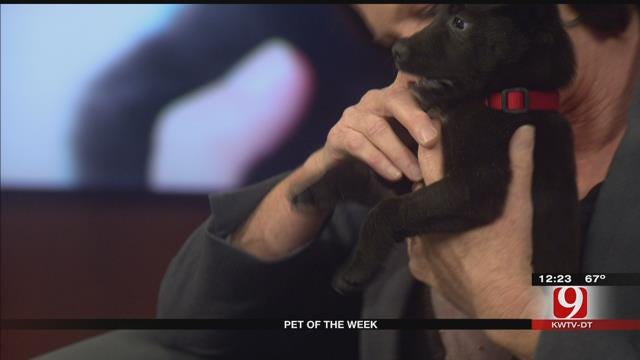 Pet Of The Week: Meet Piglet