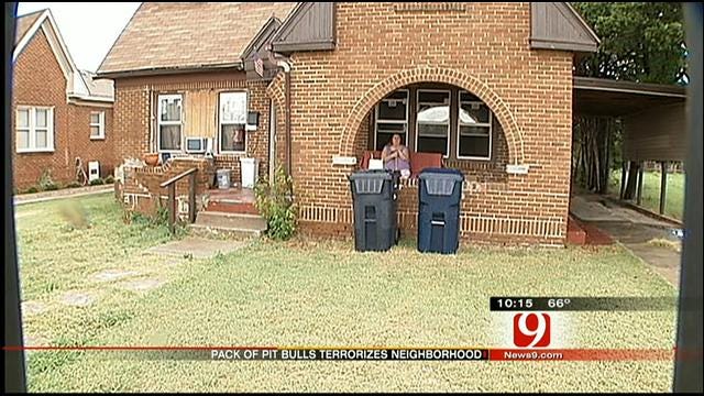 Two Pit Bulls Terrorize OKC Neighborhood, Residents Say