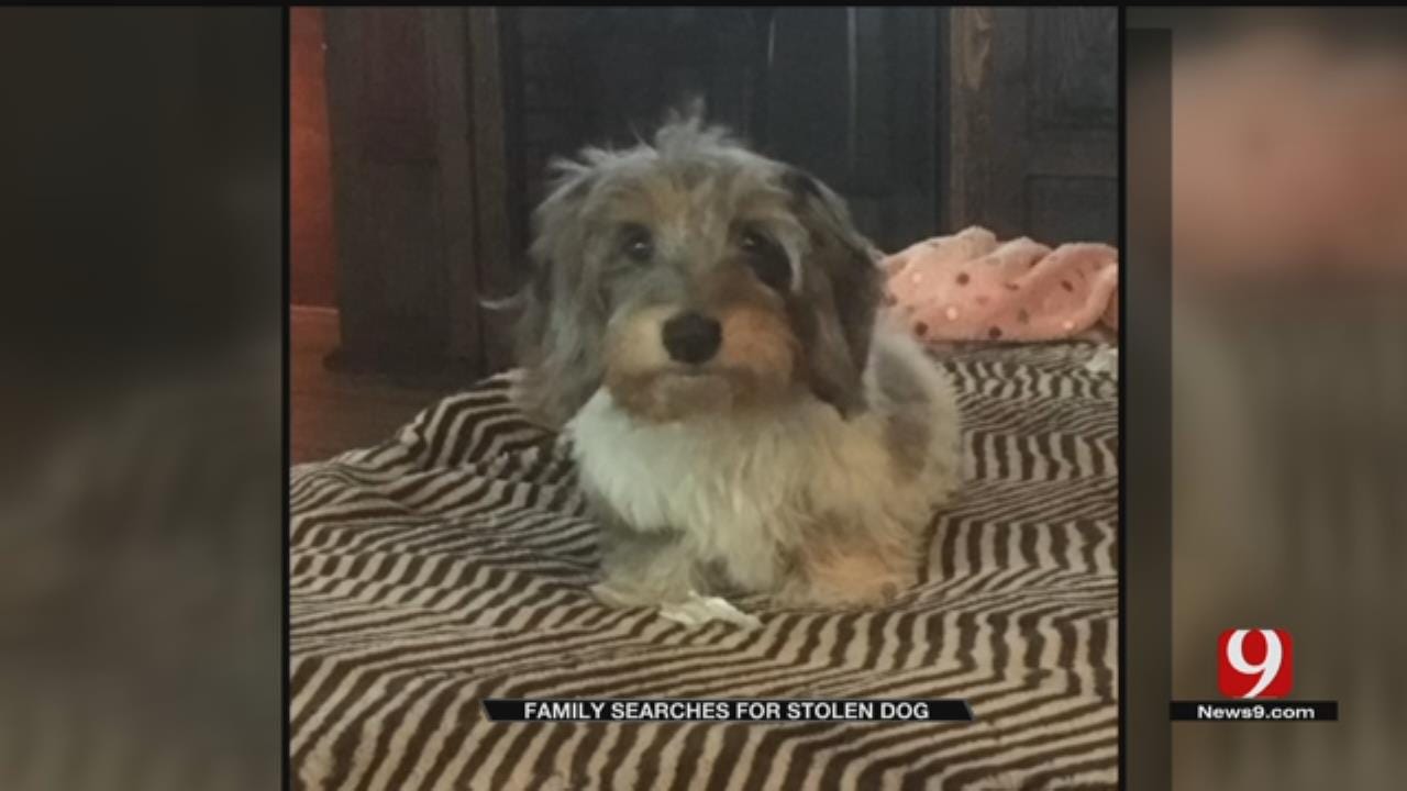 OKC Family Wants Special Dog Returned After Possible Theft