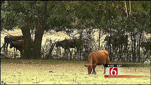 Green Country Ranchers See Cattle-Rustling Rash