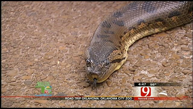 Road Trip Oklahoma: The OKC Zoo