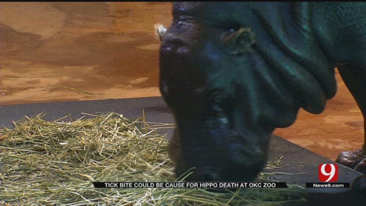 Tick Could Have Caused Hippo's Death At OKC Zoo