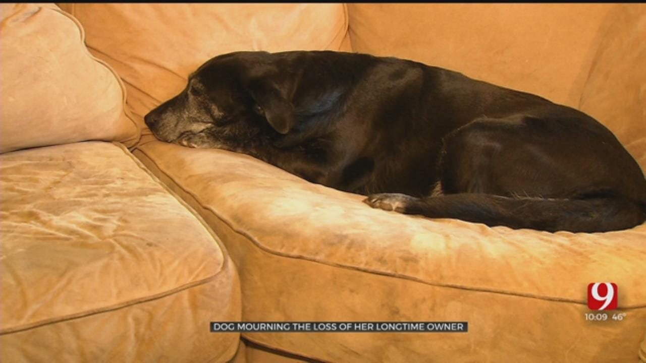 Dog Mourning The Loss Of Her Longtime Owner