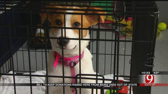 Bill Aims To Keep Animal Rights Donation Dollars In Oklahoma