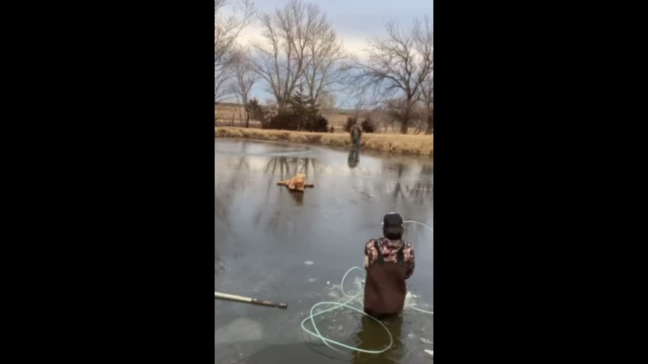 Oklahoma Ice Rescue: 16-Year-Old Rescues Calf Stuck On Frozen Pond