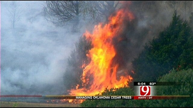 Red Cedars Still A Burning Issue In Oklahoma