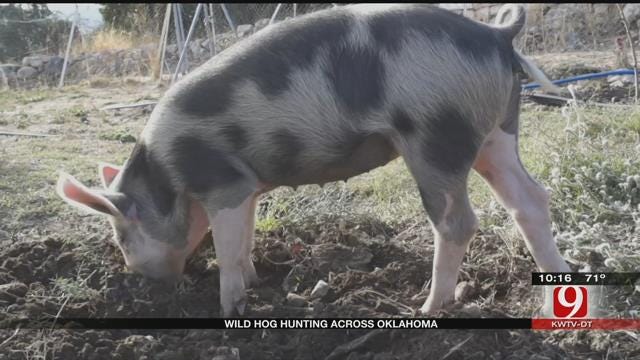 Feral Hog Problem Growing In Oklahoma