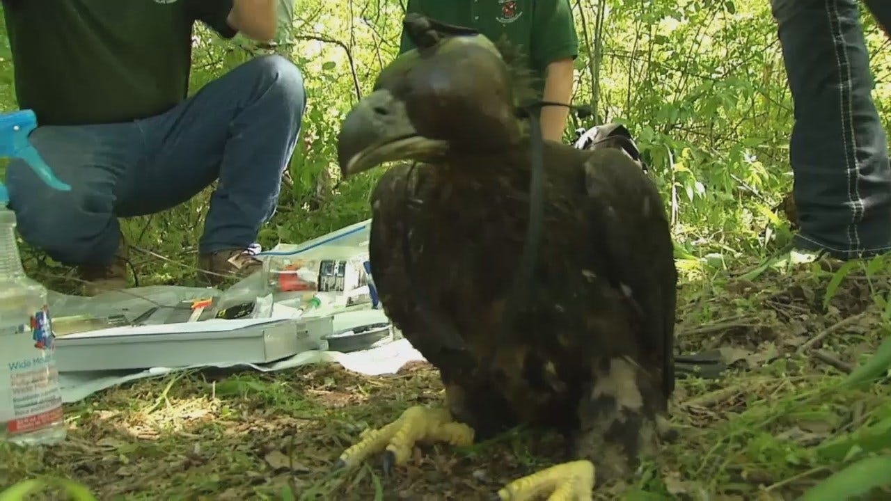Oklahoma Eaglets Part Of Bald Eagle Research Project