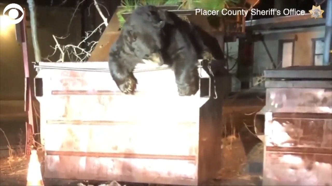 WATCH: Deputies Rescue T-Shirt The Bear From A Dumpster