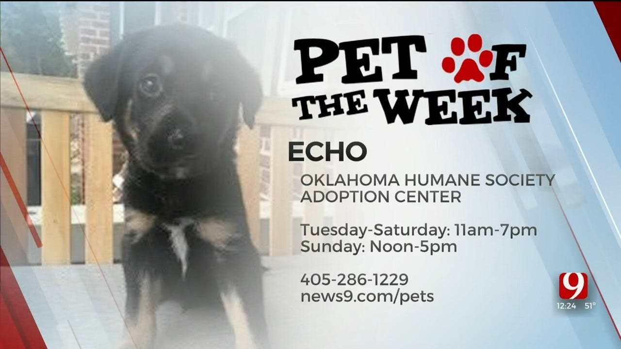 Pet of the Week: Echo