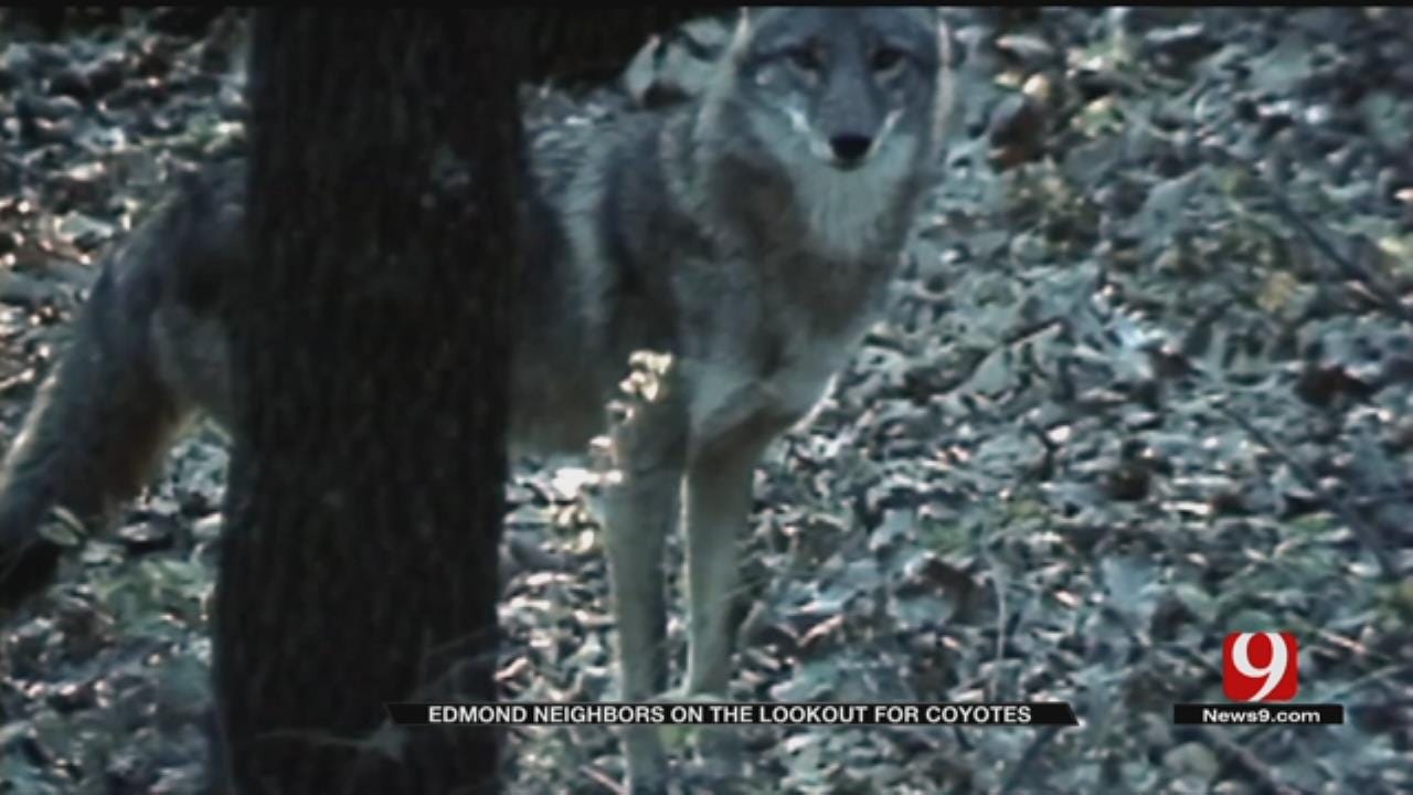 Edmond Residents Concerned Over Coyote Attacks On Small Pets