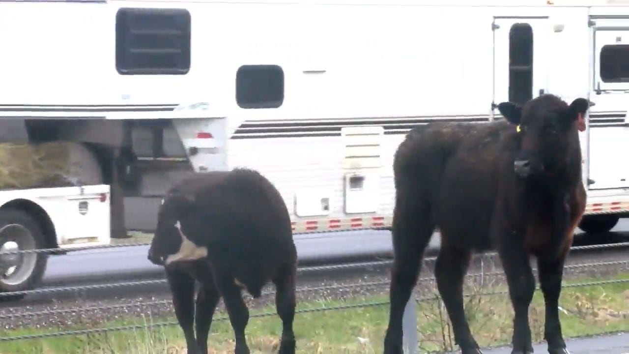 WATCH: Two Cows Escape Cattle Truck Involved In Wreck