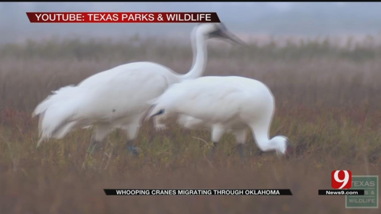 Rare Whooping Cranes Will Be Migrating Through Oklahoma