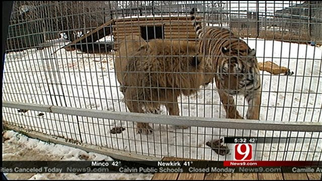 Winter Storm Causes Heavy Damage At Wynnewood Exotic Animal Park