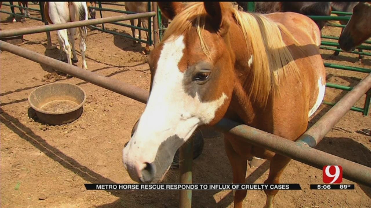 Rescued Horses Searching For Forever Homes
