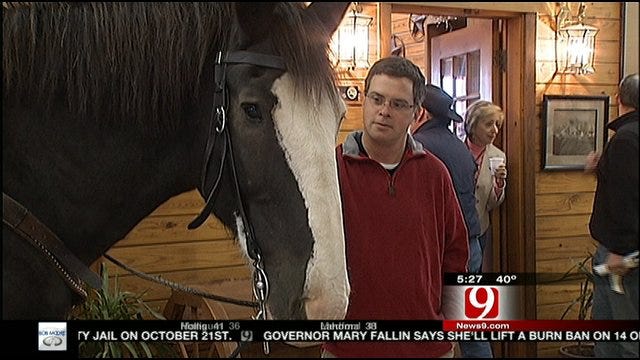 News 9 This Morning Learns More About Clydesdales During Road Trip Oklahoma