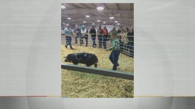 Summer-Like Heat, Lines Combine, Claim Life Of Show Pig At Tulsa State Fair