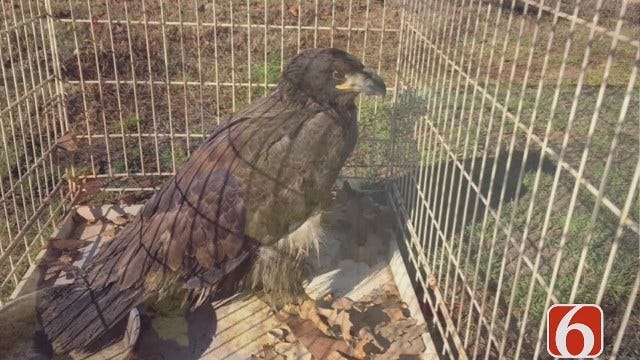 Tess Maune: OHP Trooper Rescues Injured Bald Eagle