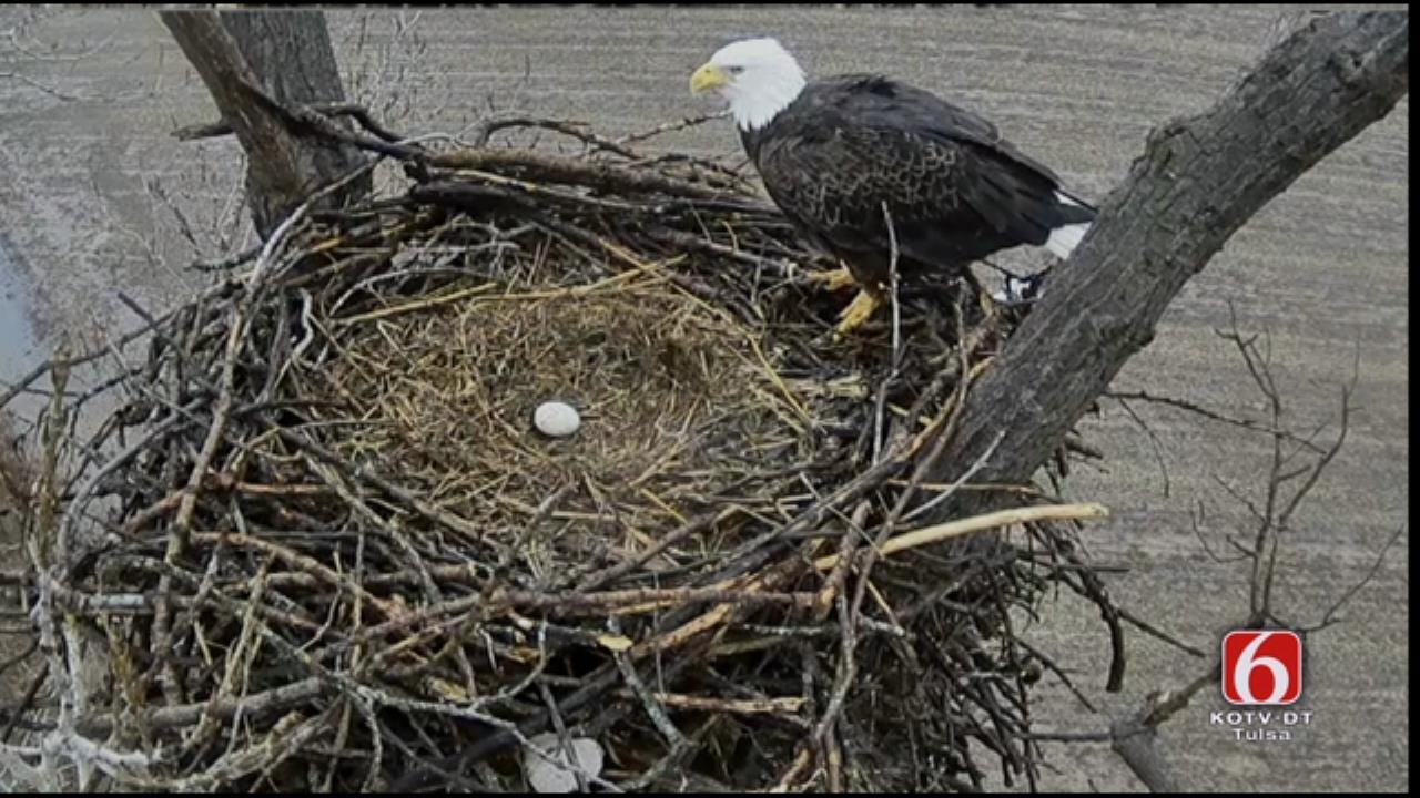 Bald Eagles Share Egg Incubating Duties In Oklahoma Nest