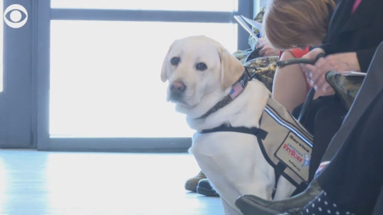 George H.W. Bush’s Former Service Dog Sully Takes On A New Mission