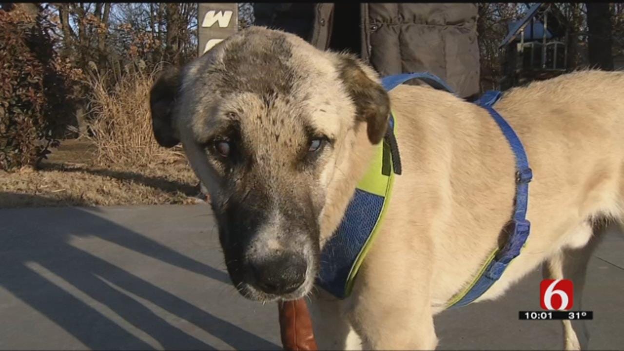 Washington County Family Wants Answers After Dog Found Shot, Blinded
