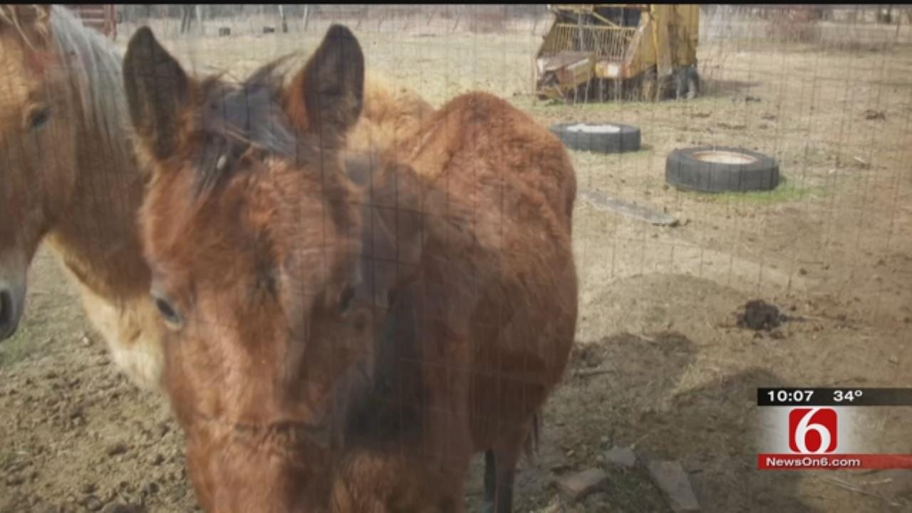 Horses, Dogs Seized From Wagoner County Home