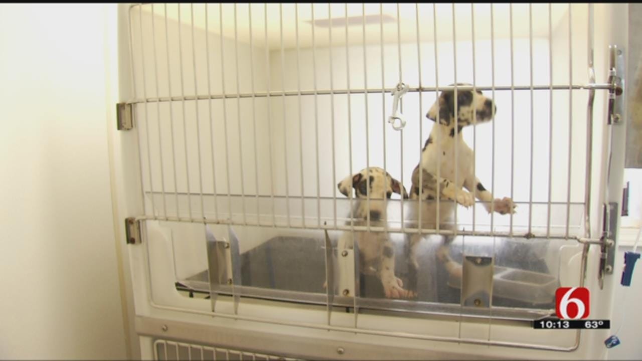 Four Puppies Dead In Mayes County Dog Dumping Case