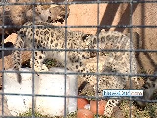 Snow Leopard Cubs Debut at Tulsa Zoo