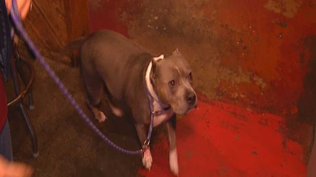 Norman Community Helps To Reunite Stolen Dog With Owner