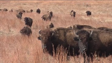American Bison Make Way To Concho