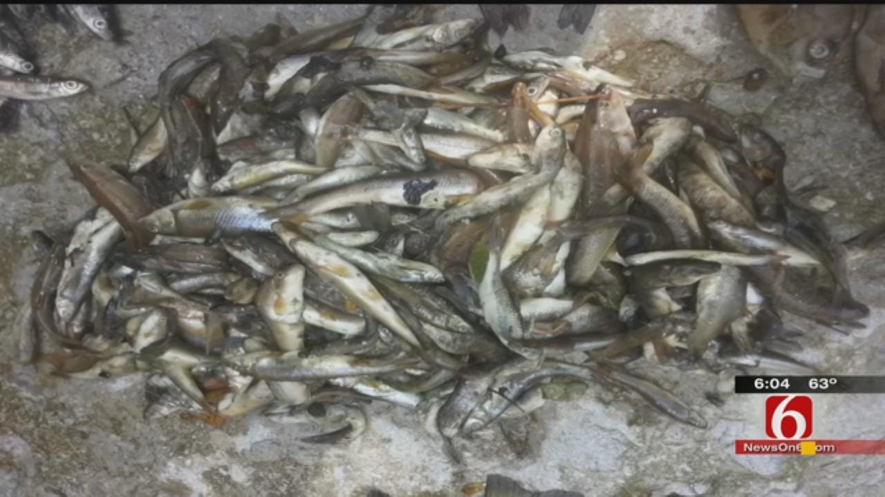 Biologist: Waste Water Kills Thousands Of Delaware County Fish