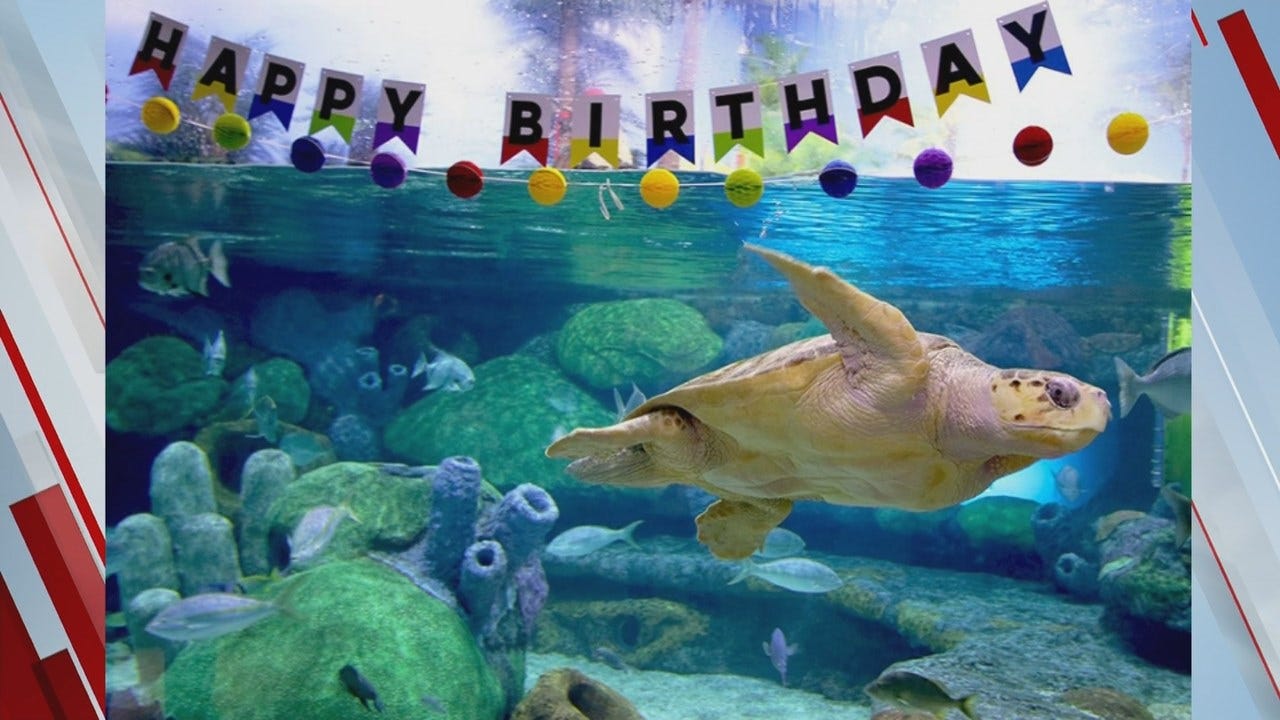 Oklahoma Aquarium Needs Help Naming Sea Turtle for Its Birthday