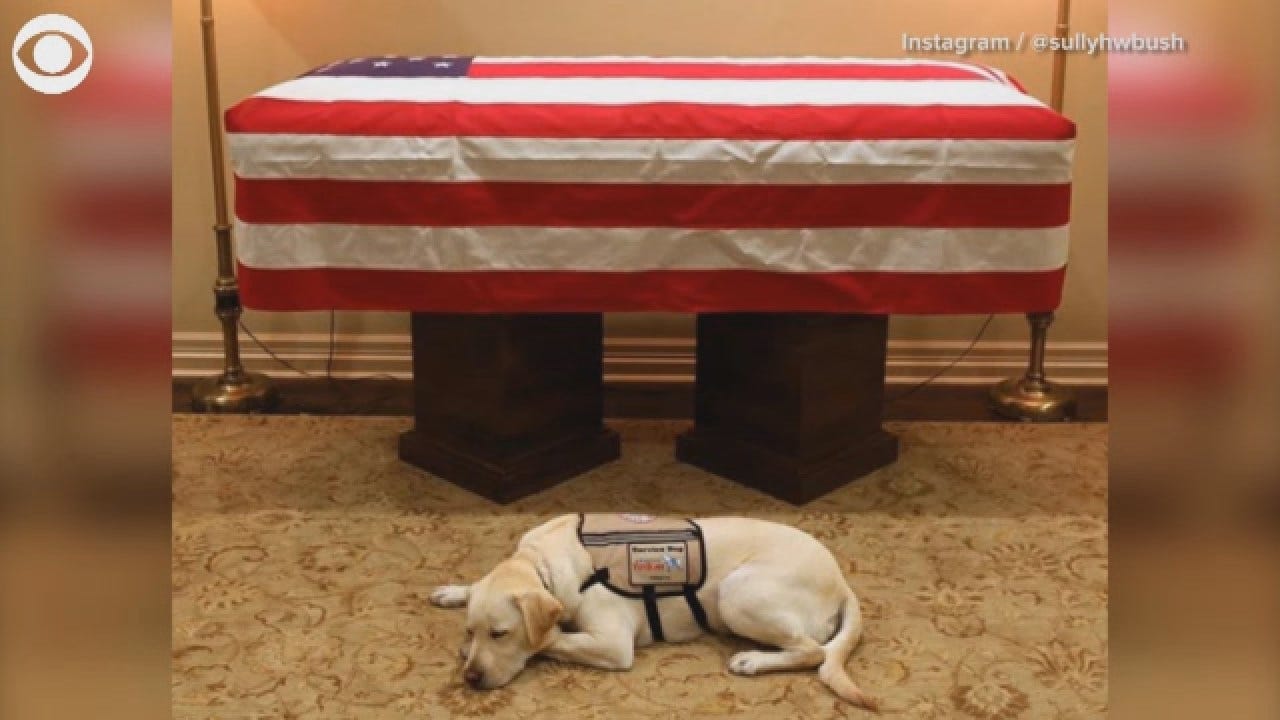 Sully, Bush's Service Dog, Lays By His Casket In Houston