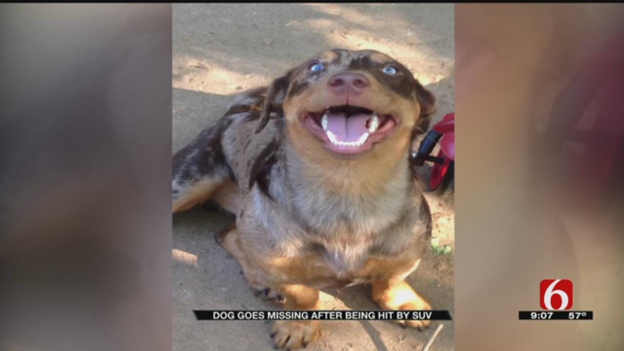 Family Searches For Dog After They Say Driver Hit Him