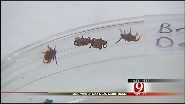 Experts Warn Of Early Tick Season In Oklahoma