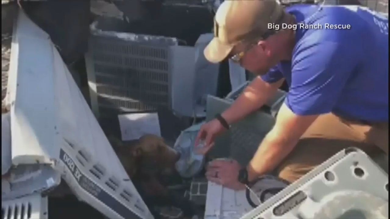 Dog Rescued After Surviving Nearly A Month Pinned Under Rubble From Hurricane Dorian
