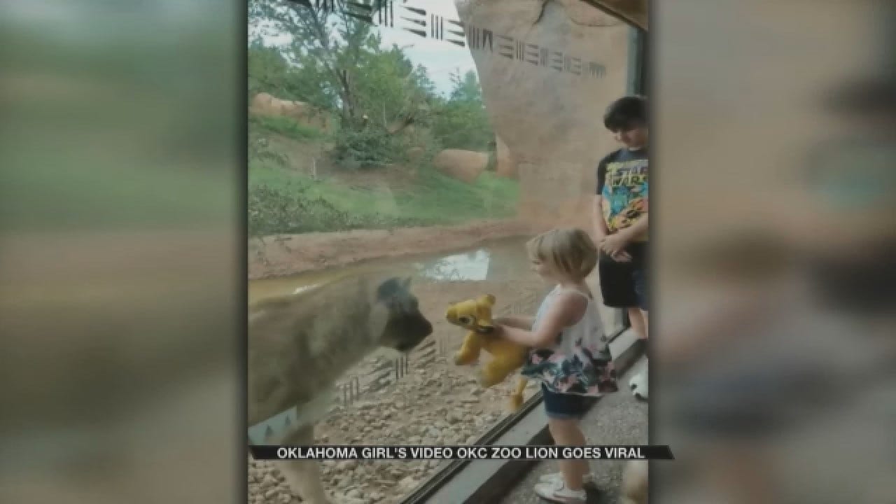 Going Viral: Oklahoma Girl's Encounter With A Lion At The OKC Zoo