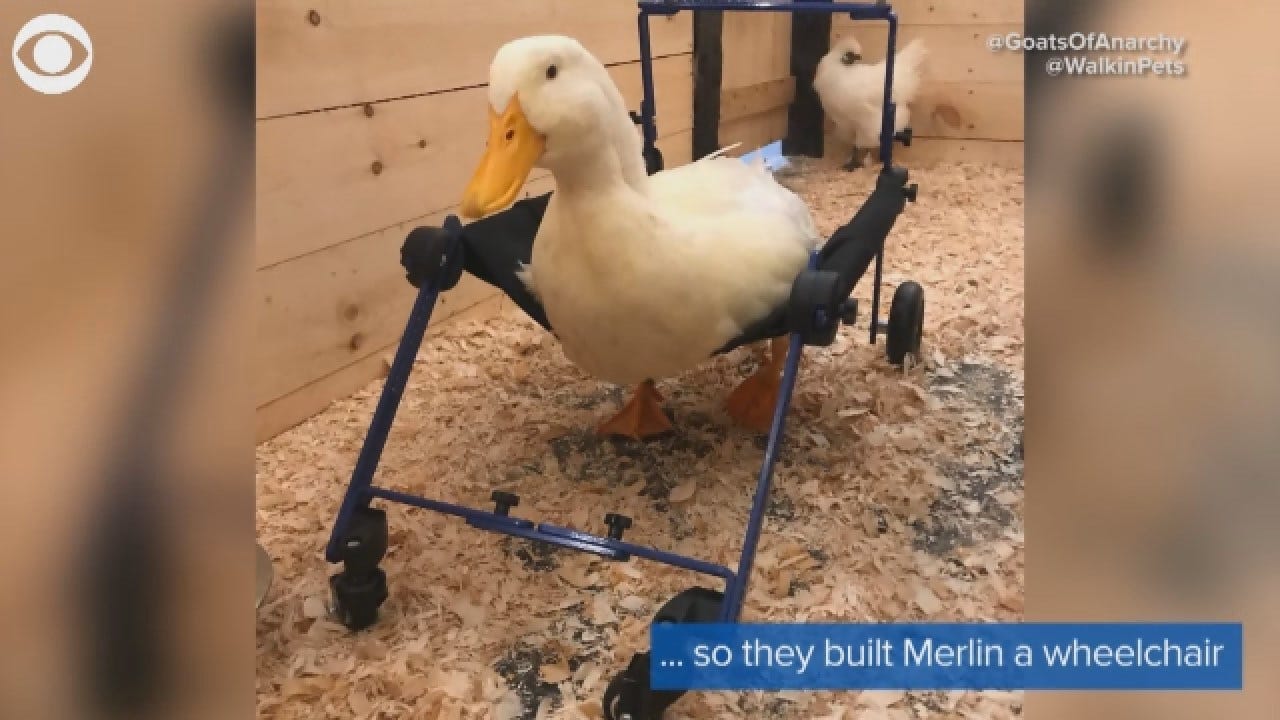 New Jersey Duck With Leg Deformity Gets His Own Wheelchair