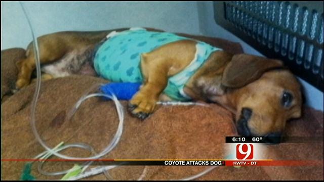 Chickasha Family Devastated After Dog Nearly Killed By Coyote