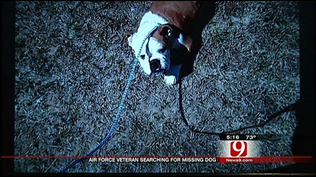 Alabama Family Desperate To Find Bulldog That Went Missing In Oklahoma