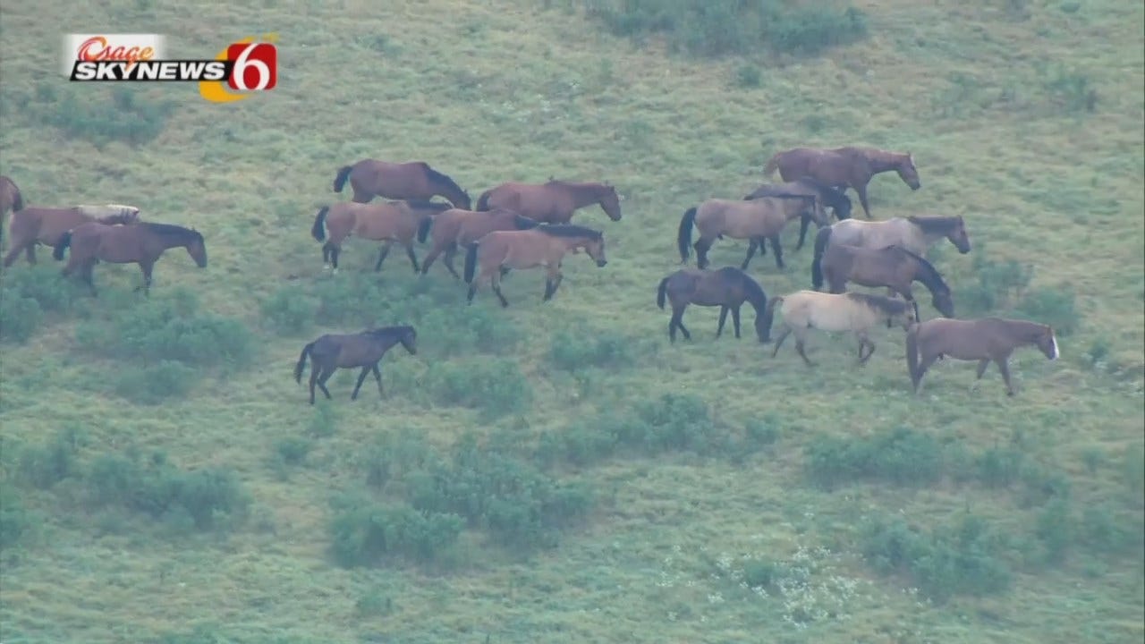 Osage SkyNew6 HD: Herd Of Horses Grazing Near Catoosa