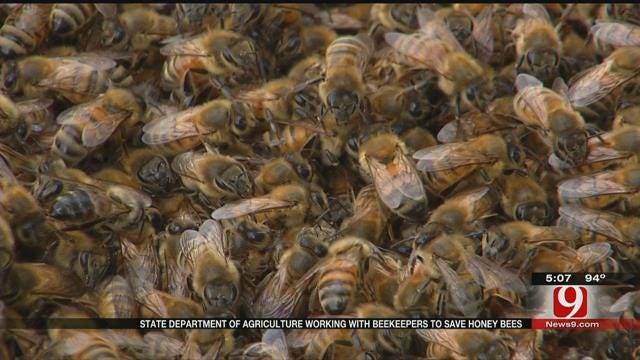 State Tries To Bring Bee Population Numbers Up