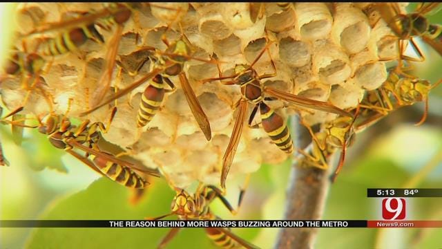 Wet Spring Weather Led To Booming Oklahoma Wasp Population
