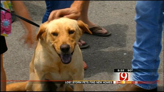 Adoption Day Held For Pets Displaced By May Tornadoes