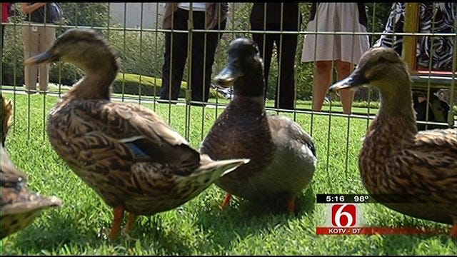 Peabody Ducks Arrive In Tulsa