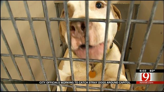 OKC Euthanizes Stray Dogs Accused Of Attacks At State Capitol