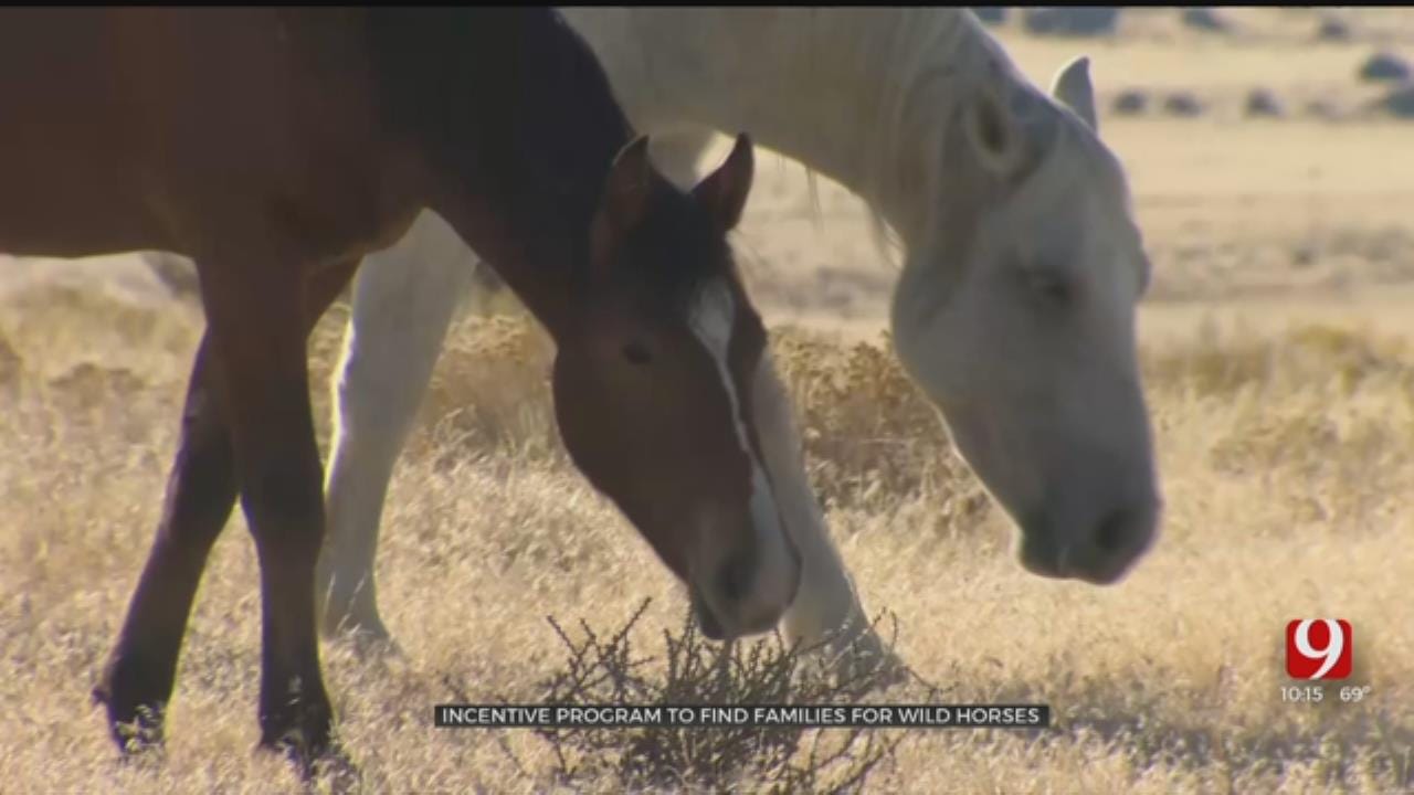 New Incentive Program Aims To Find Homes For Oklahoma's Wild Horses