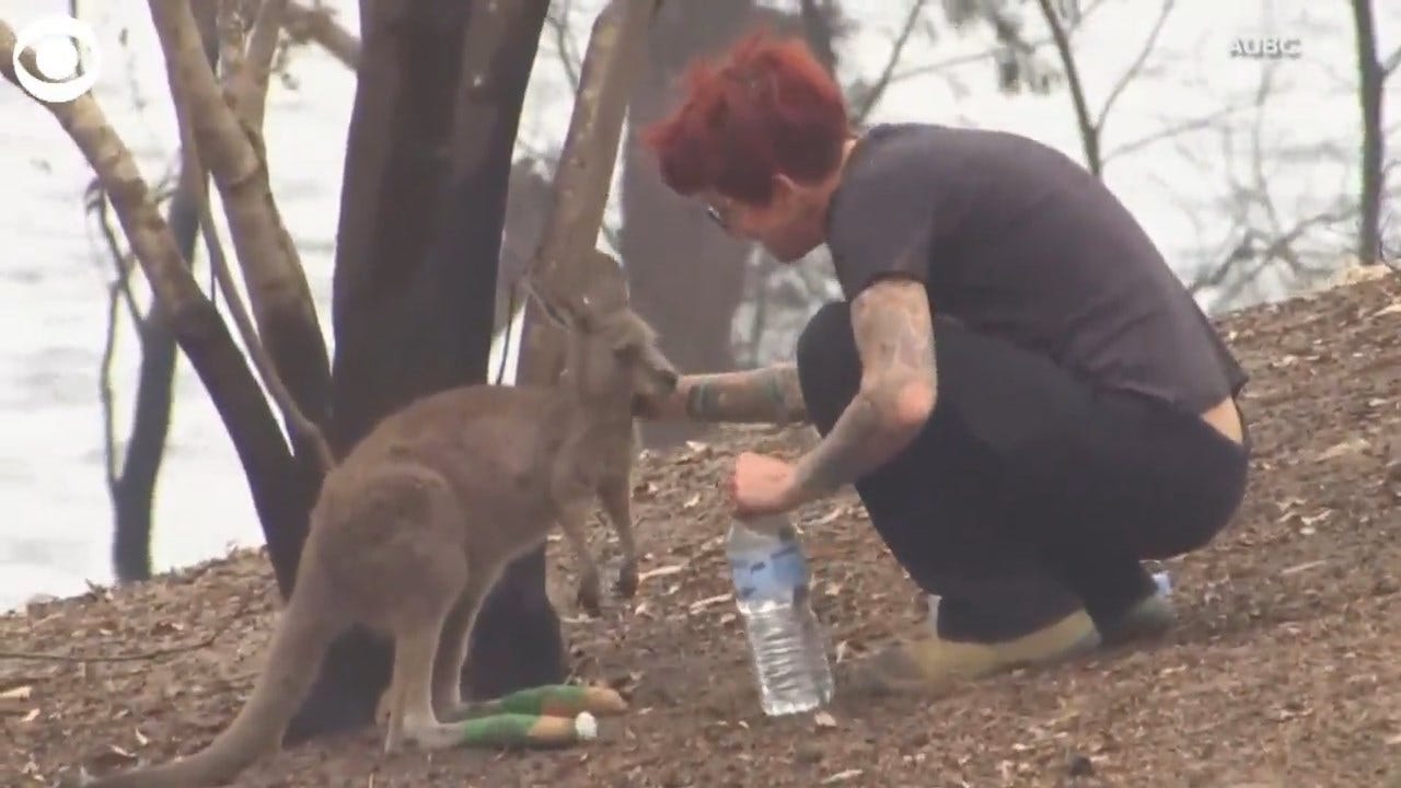 WATCH: Sanctuary Worker Tends To Injured Kangaroo In Australia
